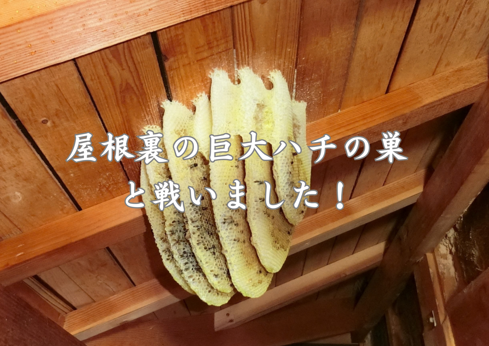 ハチの巣